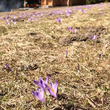 Na Cepcowym Lodge Obidowa