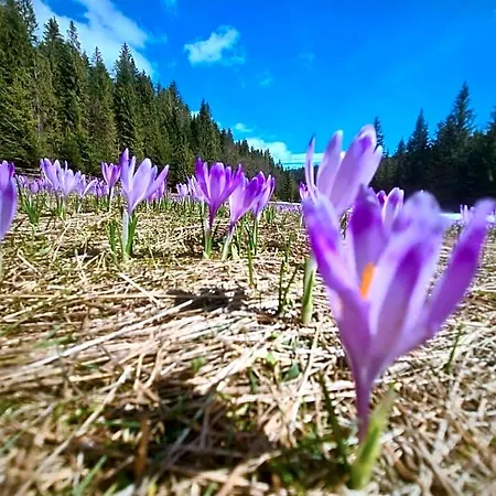 Na Cepcowym Orman Evi *